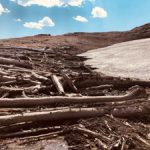 Ancient Forest Found Under Rockies