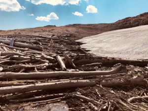 Ancient Forest Found Under Rockies