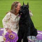 Giant Schnauzer Wins Best in Show