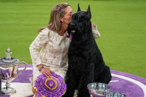 Giant Schnauzer Wins Best in Show