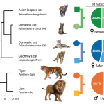 Domestic Cats and Tigers Are Closely Related