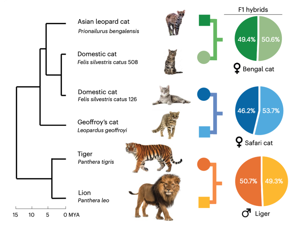 Domestic Cats and Tigers Are Closely Related