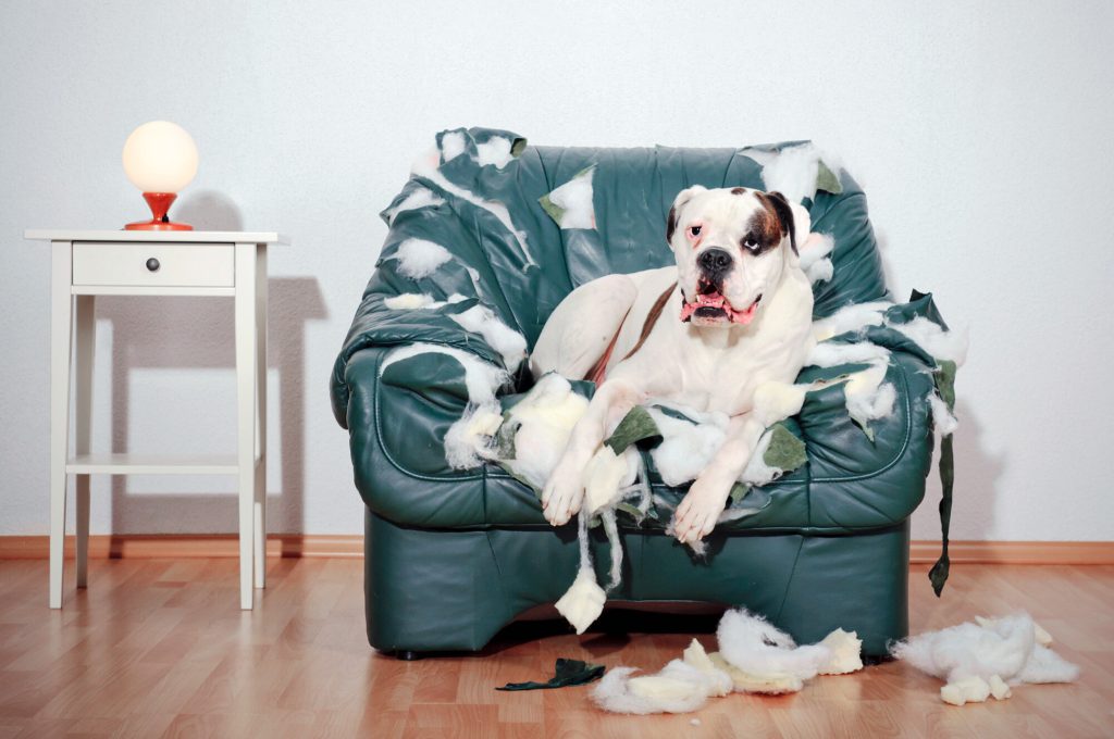 Crafty pet owner shares photos of impressive solution to pet-damaged furniture: 'Looks beautiful'