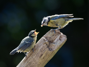 Pet Flea Treatments Are Poisoning Wild Bird, New Study Finds